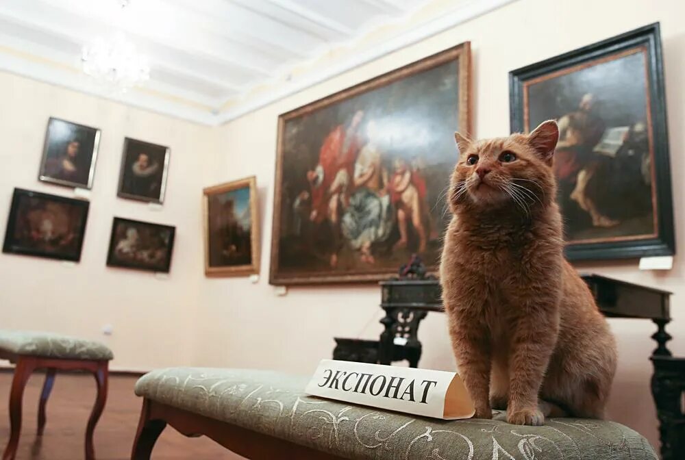 Как кот может стать эрмитажным. Коты эрмитажа. эрмитажные коты музея. коты охранники эрмитажа. коты в музее питера.