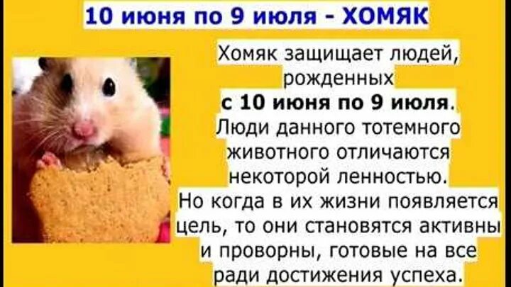 Ежедневный код хомяк 26. 06. Строение джунгарского хомяка. Клетка для грызунов кредо 513в. Ежедневный код хомяк 26.