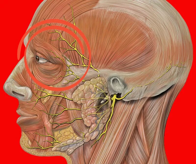 Ременная мышца триггерные точки. Facialis). Височная артерия пульсация. Топографическая анатомия височной области головы. Болит в основании черепа сзади голова с правой стороны.
