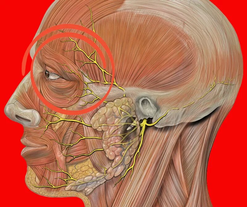 Висок ухо глаз. Лицевой нерв околоушная железа. Тройничный нерв анатомия воспаление. Nervus trigeminus анатомия. Лицевой нерв (n. Facialis).
