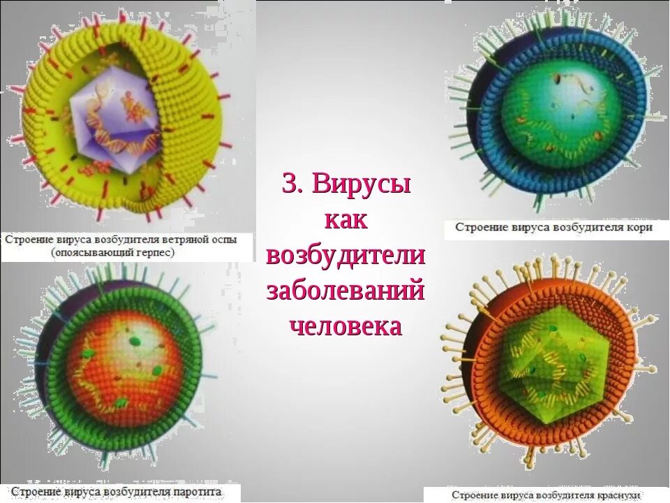 3 вирусных заболеваний человека. Вирусы возбудители болезней. Вирусы возбудители заболеваний человека. Строение вирусов болезни. Вирусы как возбудители опасных заболеваний.