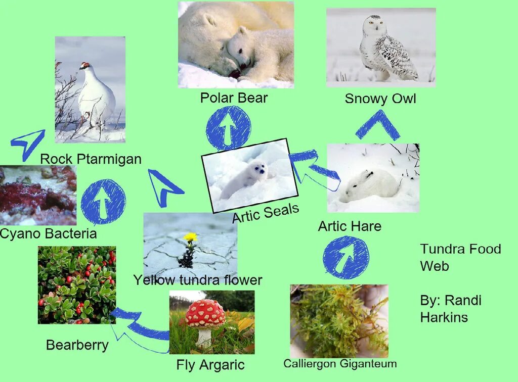 Составить пищевую цепь тундры. Цепь питания в тундре 4. Пищевая цепочка тундры 4 класс. Животные тундры цепь питания. Цепь питания в тундре 4 класс.