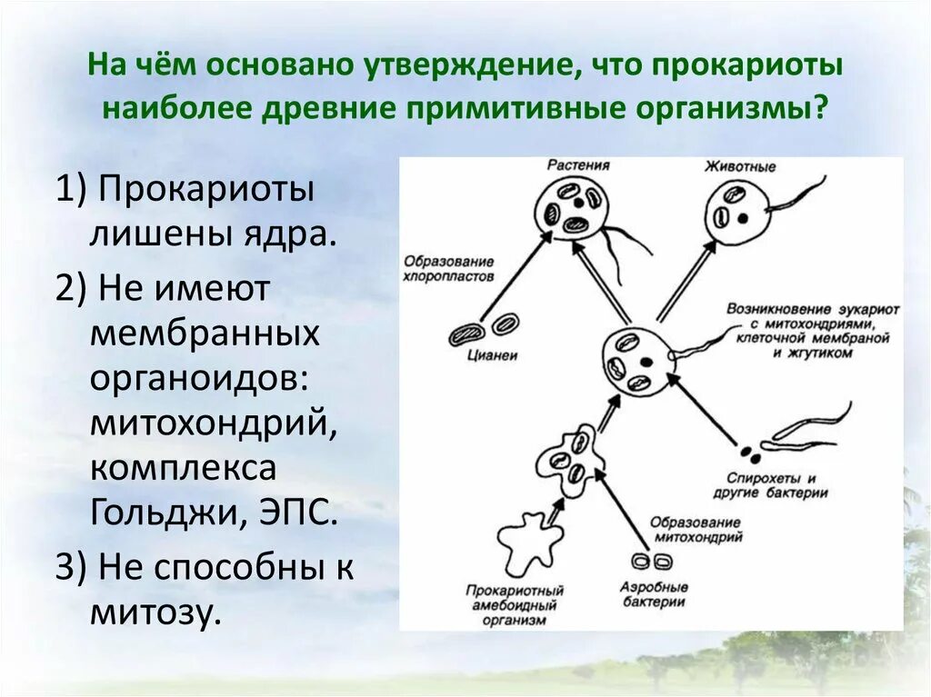 Какие организмы называют прокариотами приведите пример Так сколько эволюций было на Земле: paradoxov ЖЖ