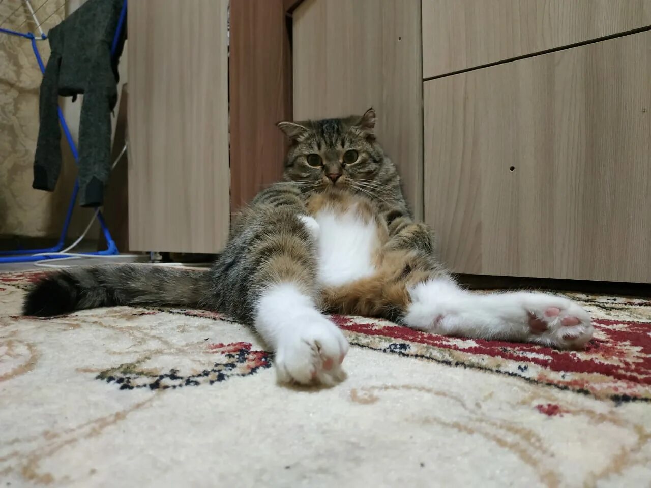 Кот Василий - ЯПлакалъ
