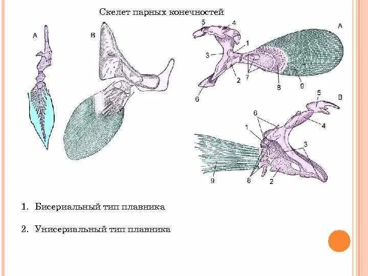 Скелет парных конечностей у рыб. Скелет плавников конечностей. Унисериальный плавник. Скелет парных конечностей