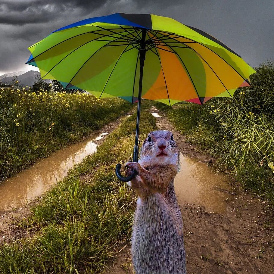 Rain animals. Животные с зонтиком. Животные радуются дождю. Животные под зонтом. Животные под дождем.