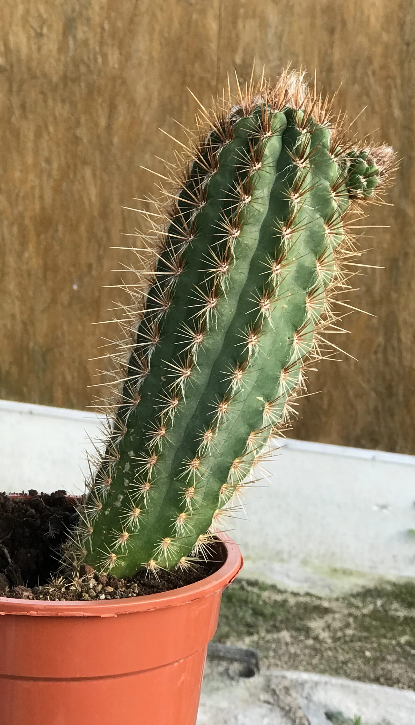 Кактус цереус уругвайский. Кактус цереус сизый. Кучерявый кактус. 5 видов кактусов. Кактус с загнутыми колючками.