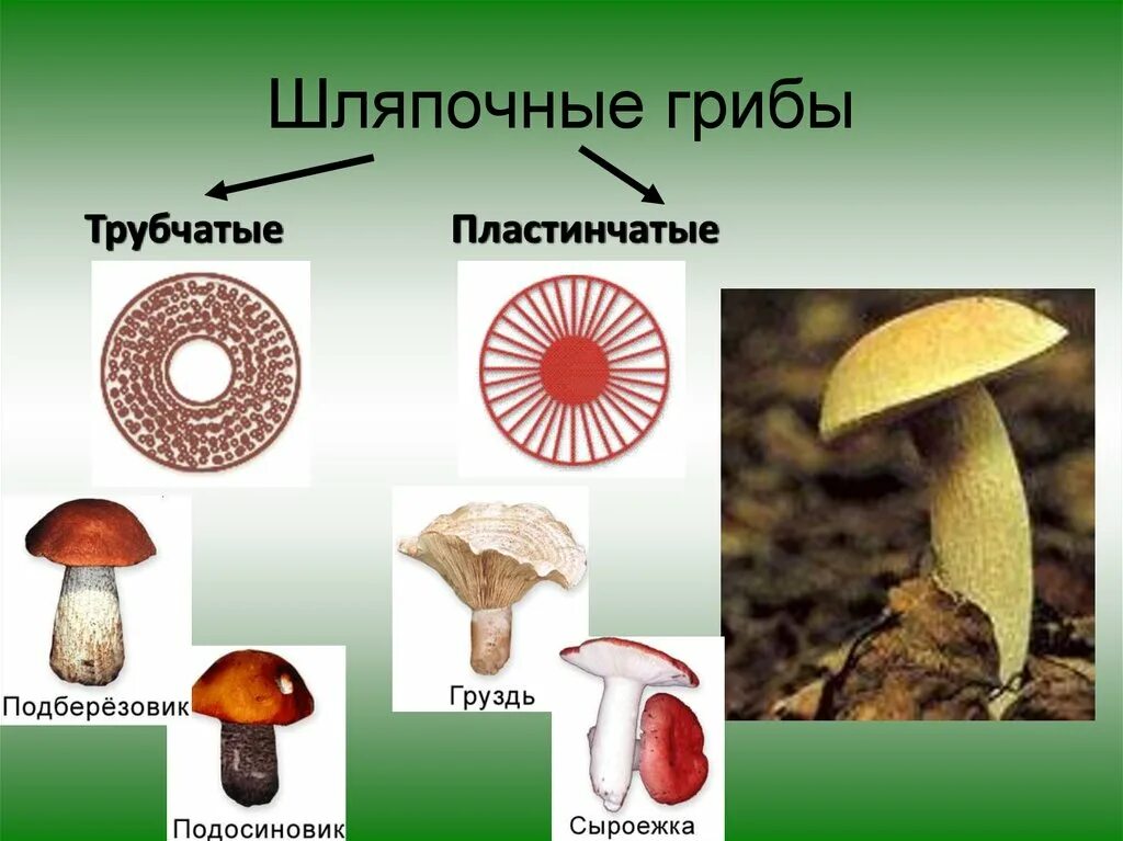 3 примера шляпочных грибов. Царство грибов Шляпочные. Шляпочные и пластинчатые грибы. Шляпочные пластинчатые грибы съедобные. Шляпочные грибы сыроежка.