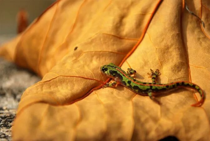 Тритон гребенчатый - triturus cristatus. Хвостатые земноводные саламандра. Земноводные амфибии тритон. Тритон карелина. Лесная безлёгочная саламандра.