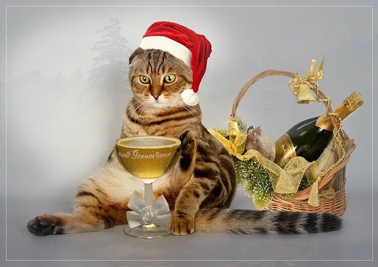 со старым новым годом кошки. с наступающим старым новым годом поздравления. со старым новым годом кошки. с наступающим старым новым годом кот. со старым новым годом кошки.