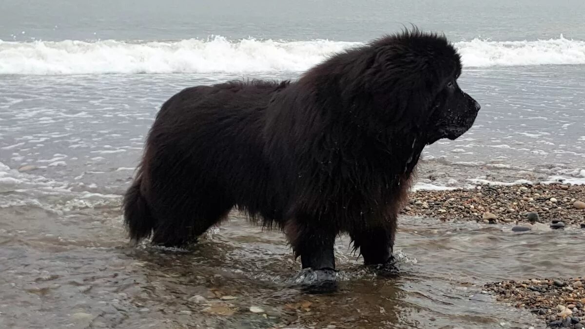 Ньюфаундленд. Ньюфаундленд собака. Собака водолаз ньюфаундленд. Водолаз собака белый. Ньюфаундленд длина реки