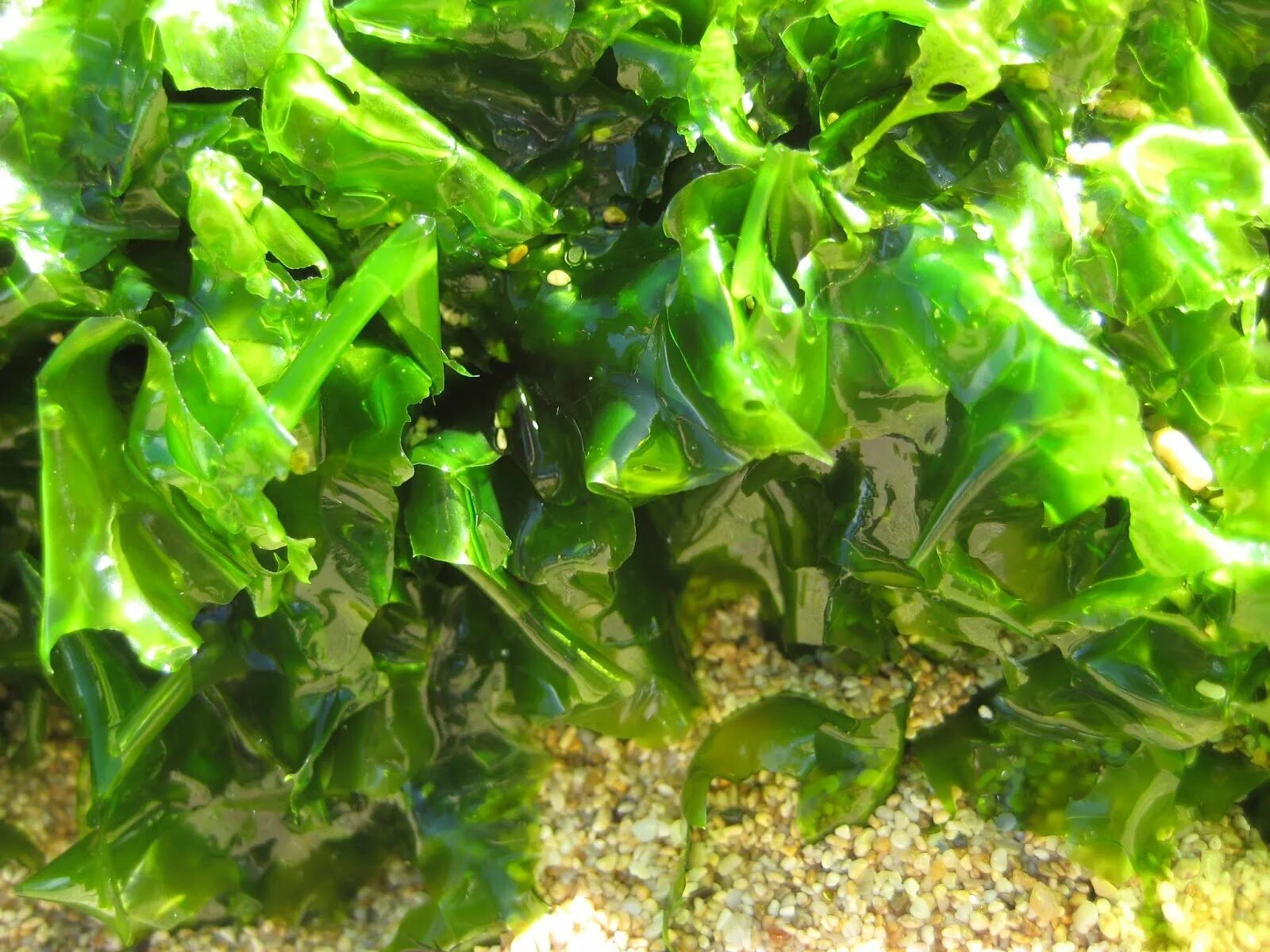 Морская капуста это водоросли нори. Водоросли нори в море. Морская капуста нори. Съедобные водоросли нори.