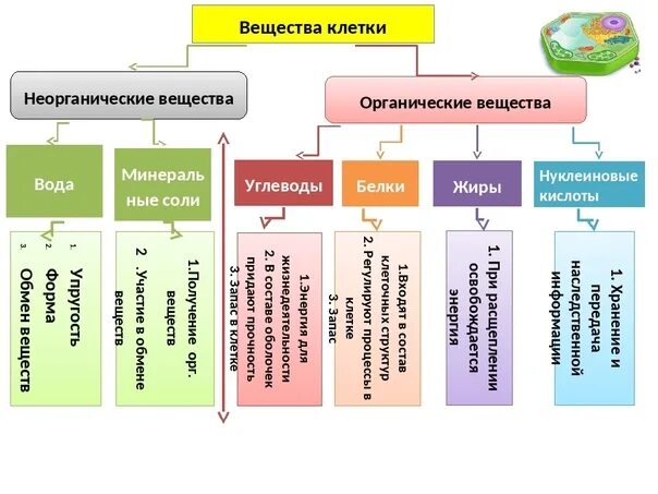 Органические и неорганические соединения таблица. Химический состав клетки органические и неорганические вещества. Органические и неорганические элементы. Органический и неорганический состав клетки. Выберите из списка неорганические вещества клетки