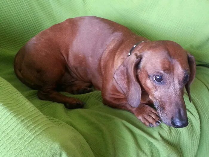 с таксой по жизни приют спб. с таксой по жизни приют спб. таксы в приюте. с таксой по жизни приют спб. щенки таксы с мамой.