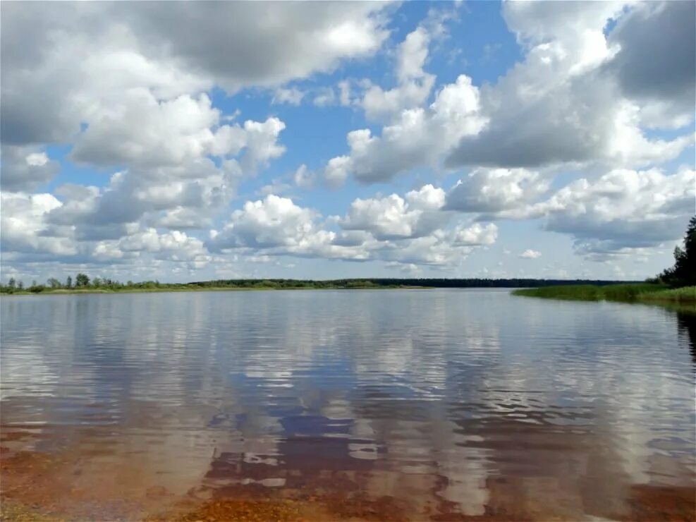 Погода в противье весьегонский район. Противье Рыбинское водохранилище. Тверская область Весьегонский район деревня Противье. Тверская область, Весьегонский район, д. Противье. Река Молога д.Противье.