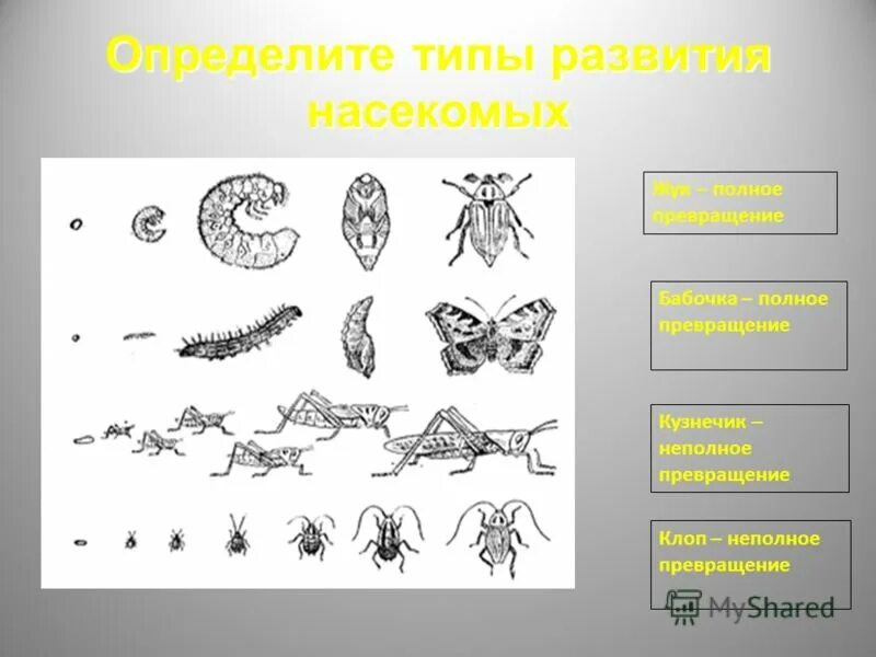 Какой тип метаморфоза характерен для. Типы развития насекомых. Типы развития насекомых схема. Фазы развития насекомых. Неполное превращение насекомых стадии.