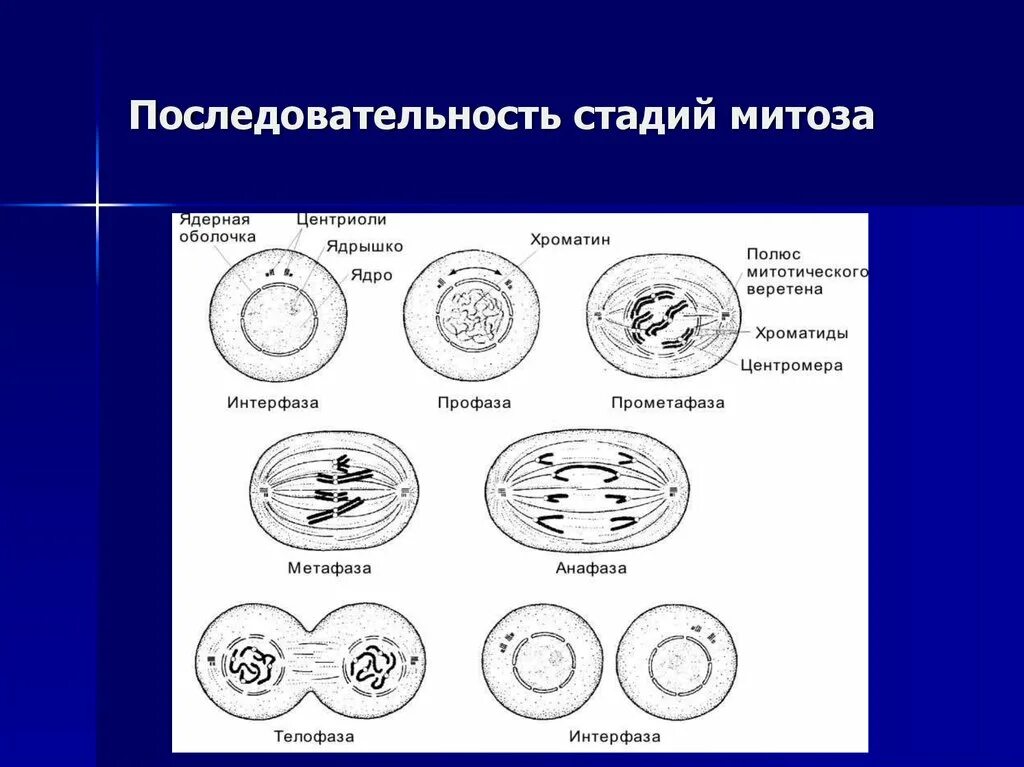 Название стадий деления клетки. Последовательность фаз митотического деления клетки. Митоз интерфаза профаза. Таблица фазы митоза фаза процессы рисунок интерфаза.