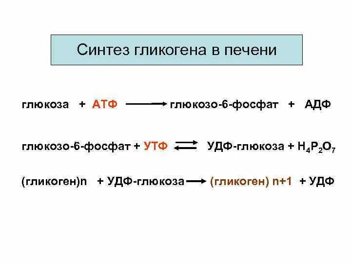 Стимулирует синтез гликогена в печени. Синтез гликогена в печени. Синтез и распад гликогена. Синтез гликогена формулы. Синтез гликогена глюкозо 1 фосфат.