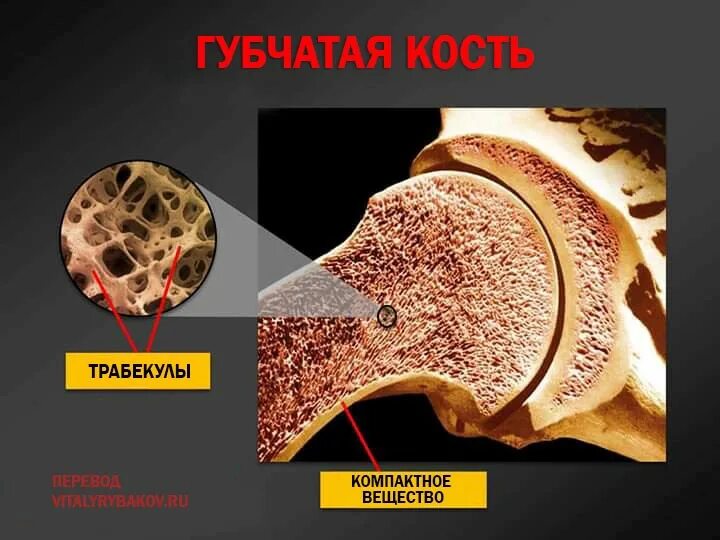 Рост губчатых костей. Губчатое вещество кости трабекулы. Трабекулы костного вещества. Трабекула костной ткани. Строение костной трабекулы.