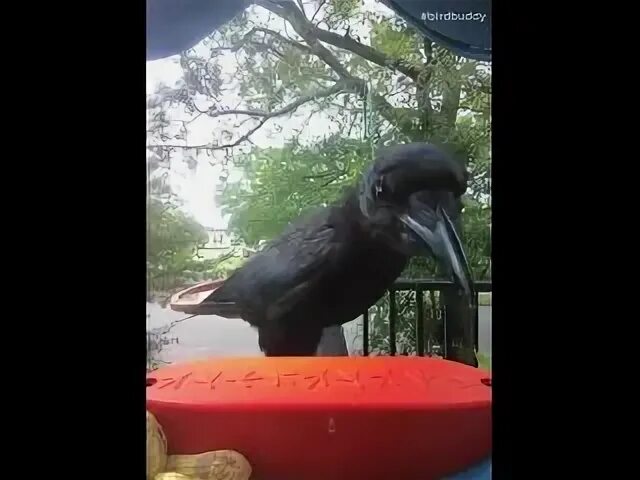 Смех ворон. Вася ворон. вася ворон кушать кушать. говорящий ворон. гигантский ворон фото.