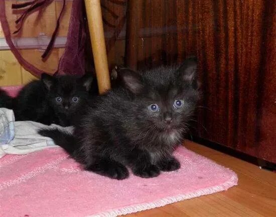 Месячным котятам нужна помощь кормом : О животных