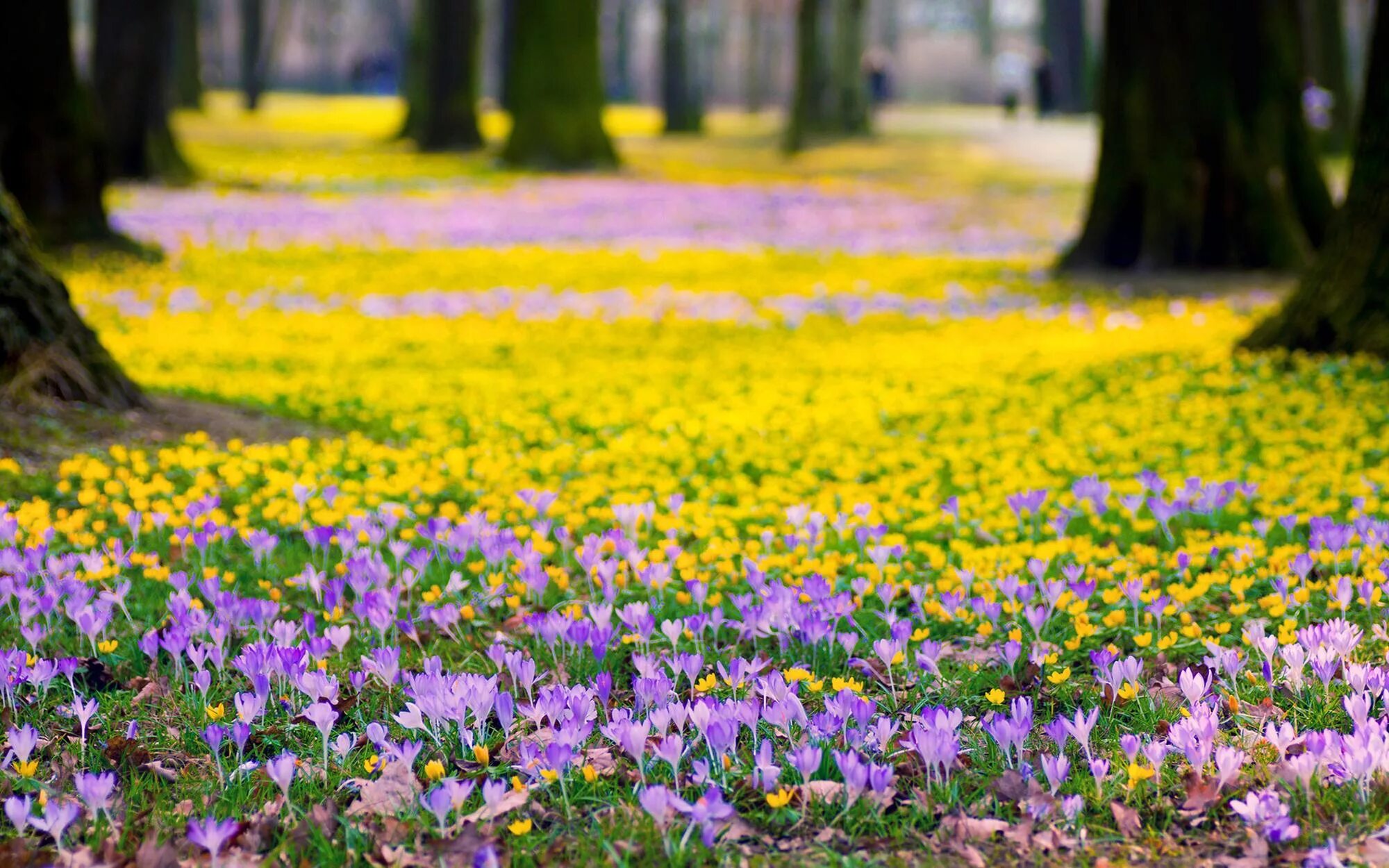 Парк Галицкого крокусы. Поляна цветов. Весенние цветы.