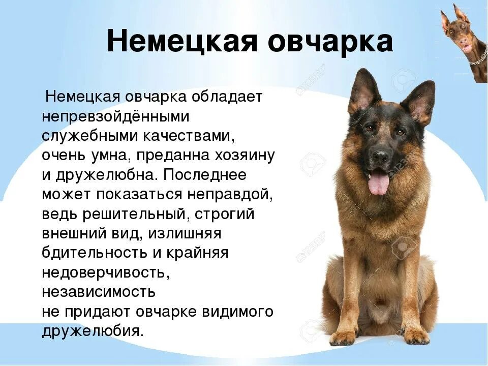 Как научить овчарку командам