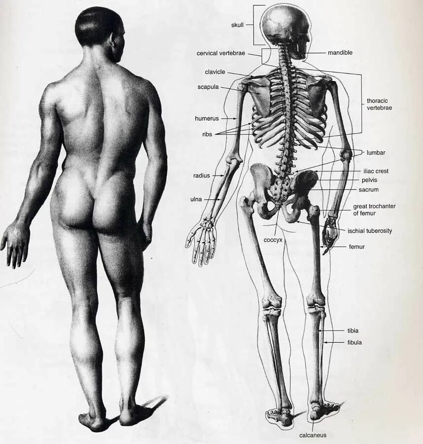 Мужской скелет. Анатомия человека. Скелет человека анатомия. Мужская анатомия скелет. Скелет человека спина