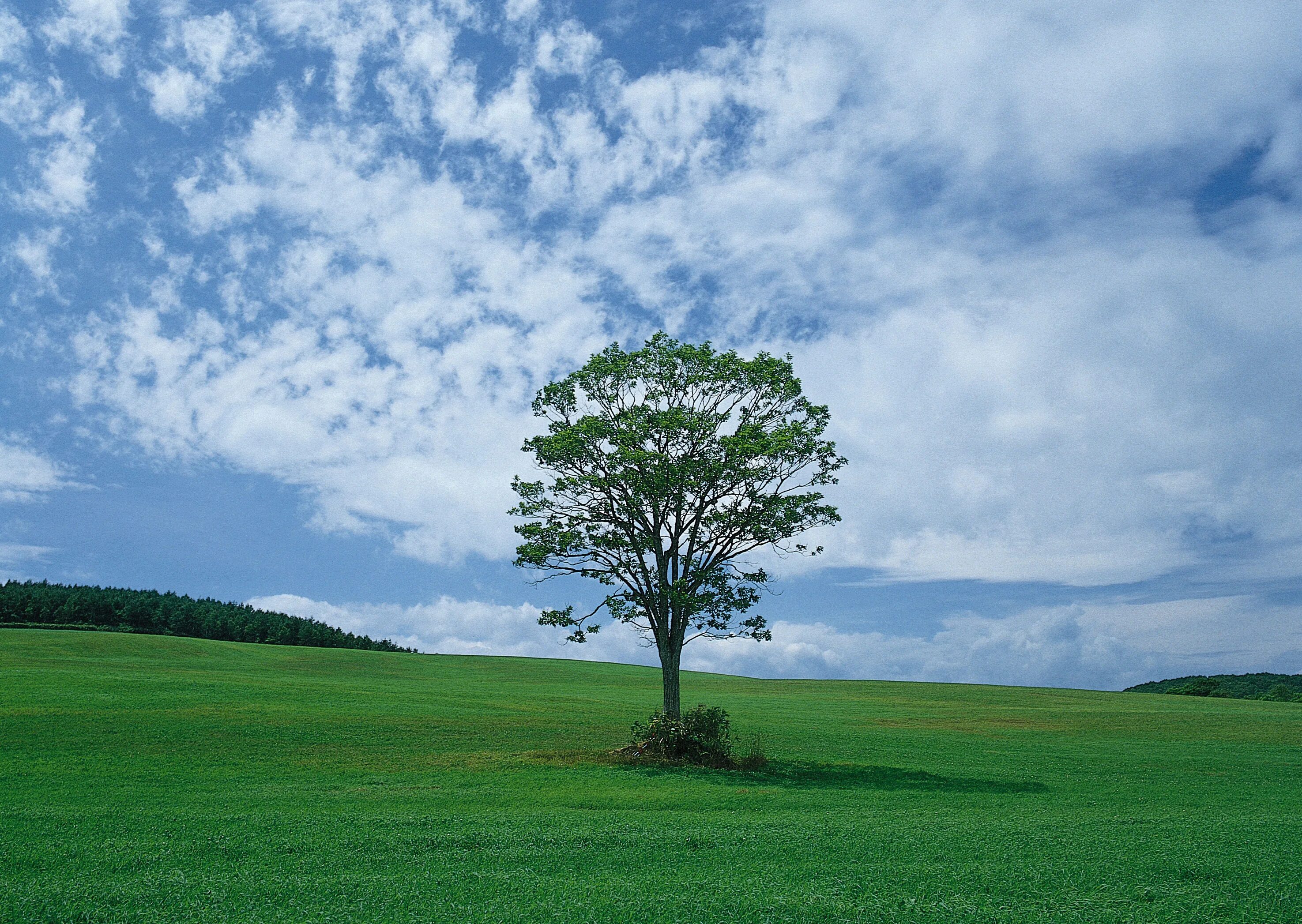 Равнина. Дерево на равнине. Одинокое дерево в поле. Одинокое дерево.