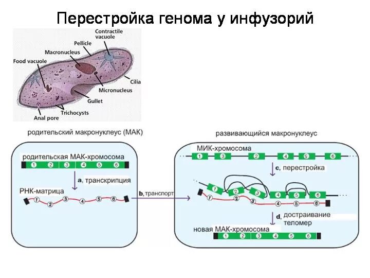 Перестройка генома. Перестройка генома в онтогенезе. Перестройка генома у эукариот. Перестройка генома в онтогенезе у эукариот.