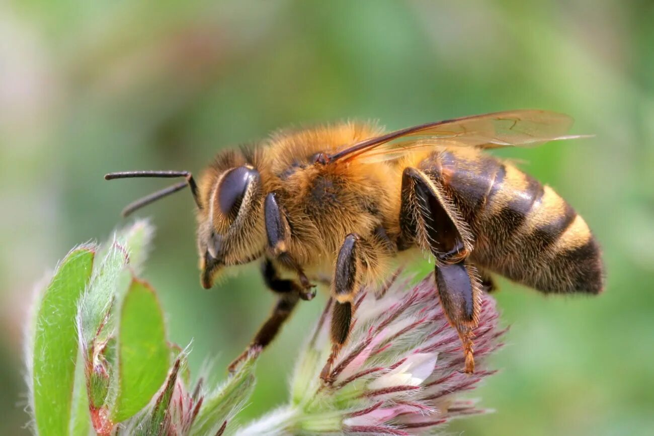 Окраска тела пчелы. Пчела АПИС Меллифера. Карпатская медоносная пчела. Карпатская порода пчел. Медоносная пчела APIS mellifera.