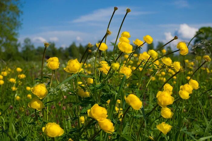 Купальница (trollius). Италмас купальница европейская. Италмас контакты. Цветок италмас символ. Италмас цветок удмуртии.