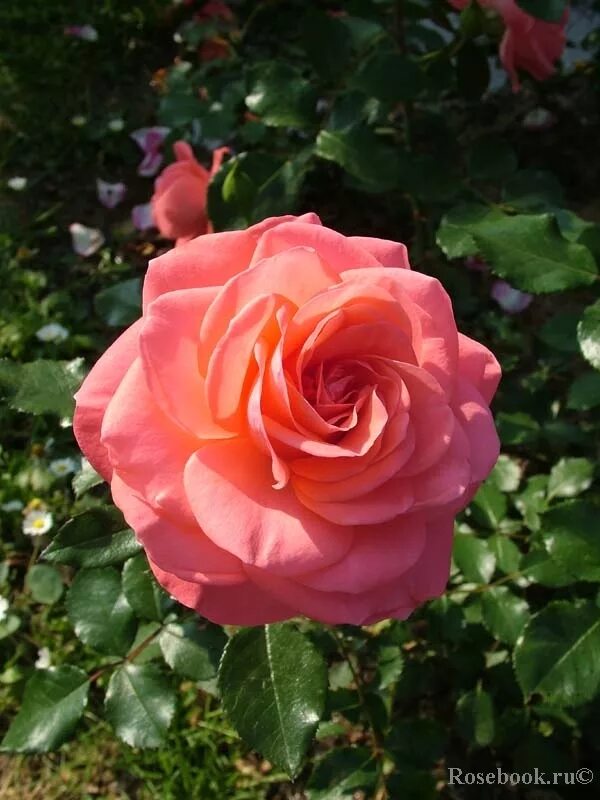 Роза шакенборг розебук. Роза шраб крокус роуз (crocus rose). Пульман роза rosebook. Эрик таберли eric tabarly роза. Rosebook энциклопедия.