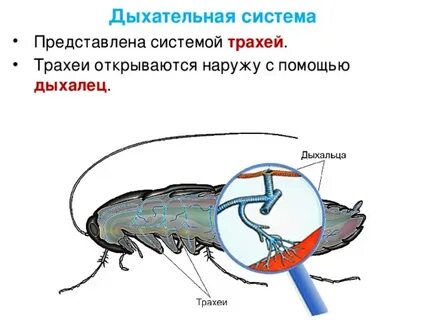 Трахеи членистоногих