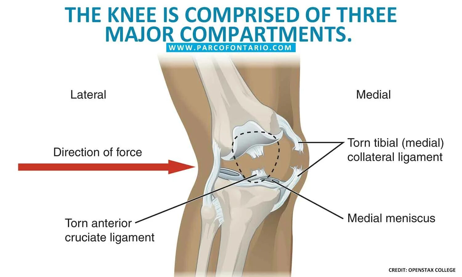 Knee перевод на русский