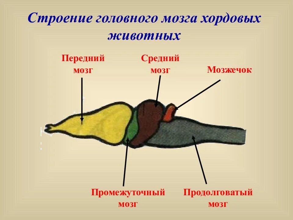 Строение головного мозга животных. Строение головного мозга животных