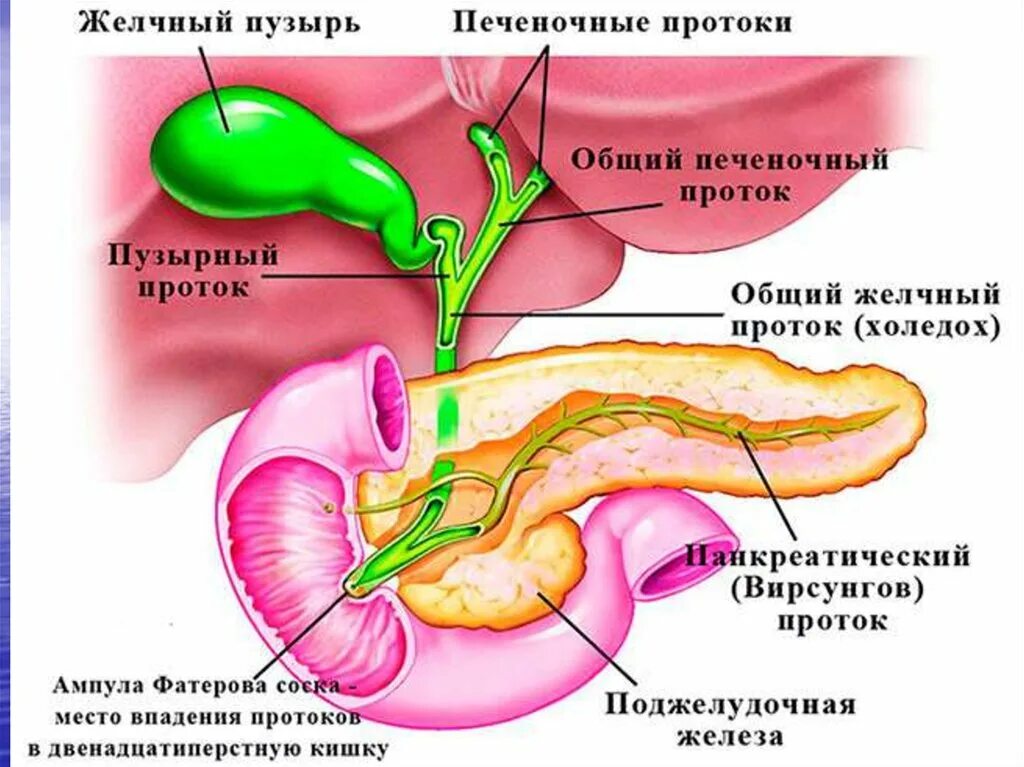 Где желчный пузырь у человека с какой