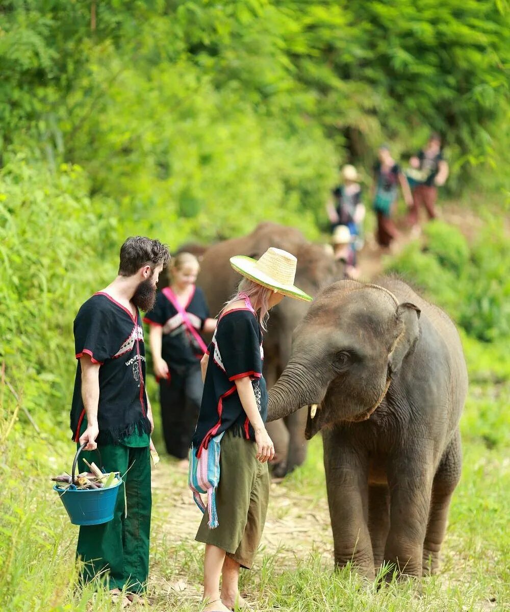 Счастливый слон. Чанг май слоны. Happy Elephants. Счастливый слон фото.