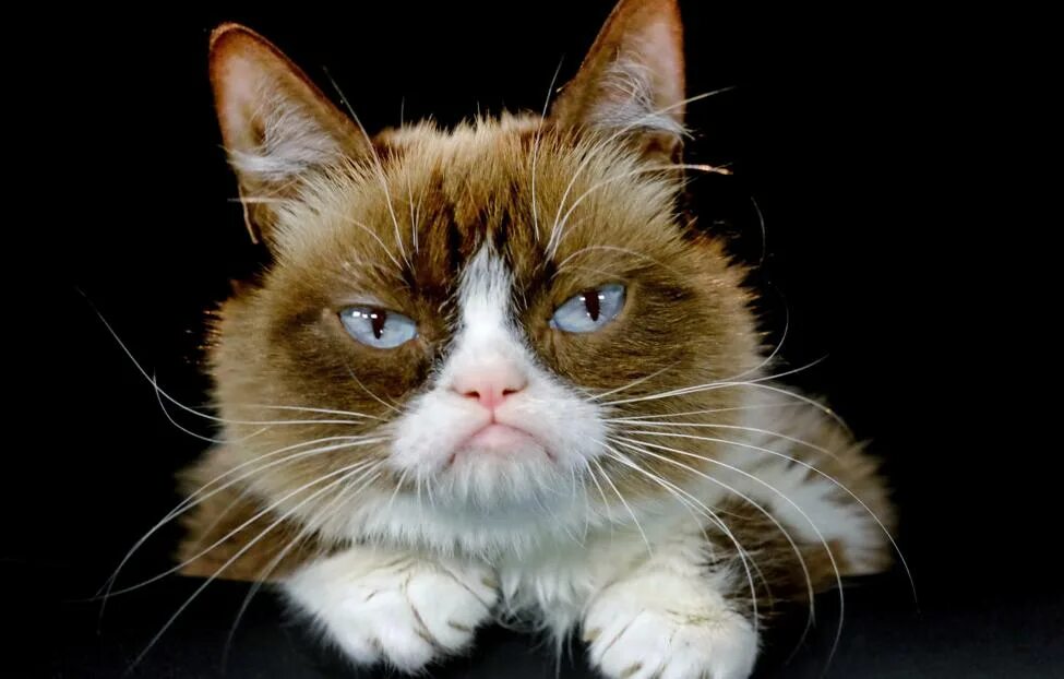 Самые злые в мире коты Angry cat, Cats, Cute animals