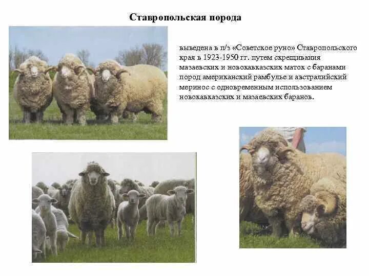 Погода советское руно ставропольский край. Ассаф породы овец. Андийская порода овец. Настриг Ставропольской породы овец. Романовская порода овец скрещивание.