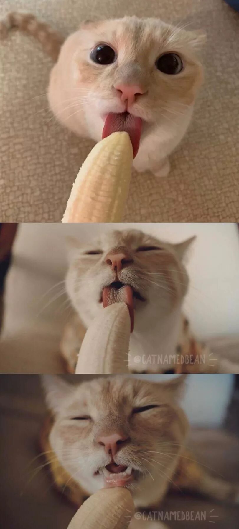 Кот банан. Смешные котэ с бананом. Котик ест банан. Банан кит.