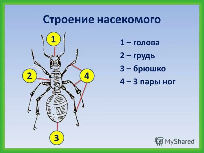 Строение тела класс насекомые. Внешнее строение насекомого схема. строение насекомых. строение насекомых для детей. строение тела насекомых.