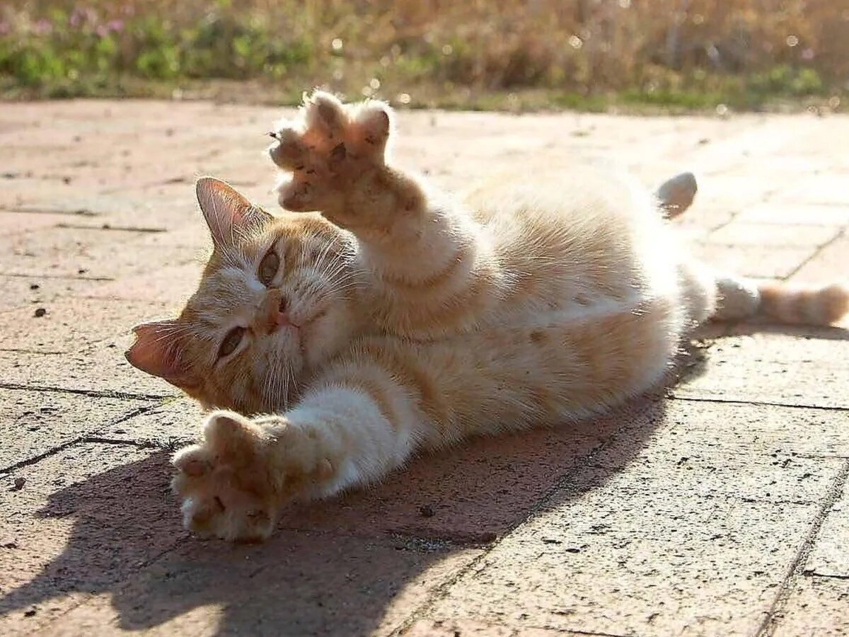 Кот солнышко. Кот солнышко