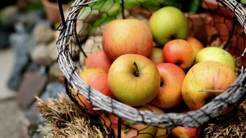 Осенью собрали яблоки желтые и зеленые 36