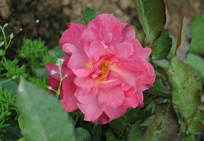 ирис бородатый капучино. пестролистник фуксия. американская селекция. фуксия американ прелюдия. селекция животных.