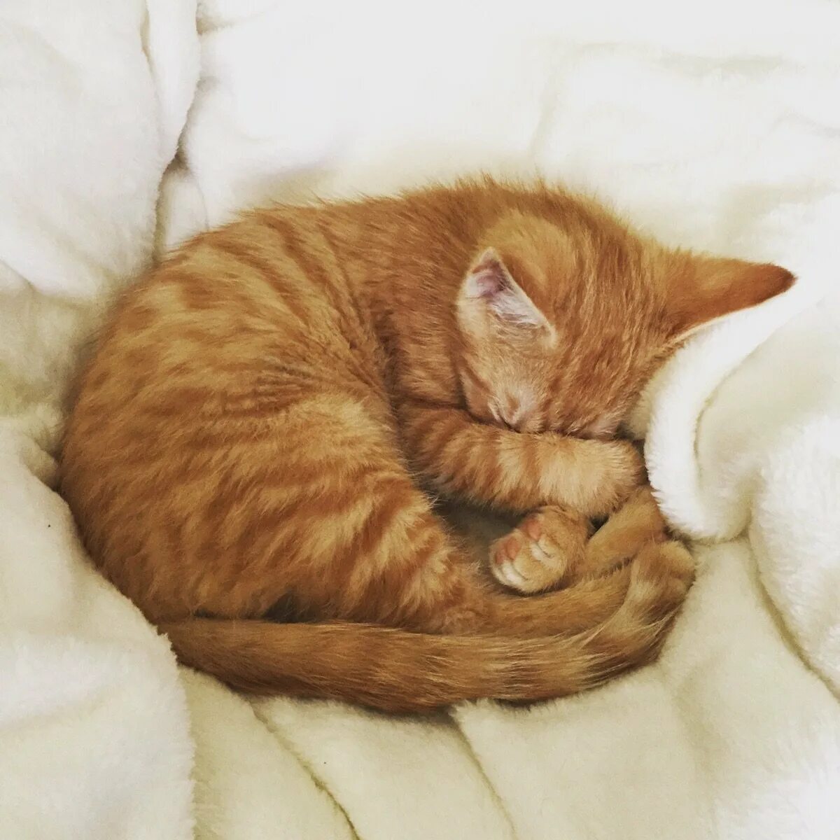 Спящий рыжий кот. Кот лежит клубочком. котенок с клубочком. кот спит клубочком. котёнок спит клубочком.