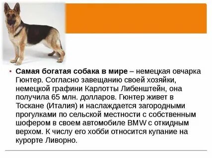 Немецкая овчарка описание породы характер