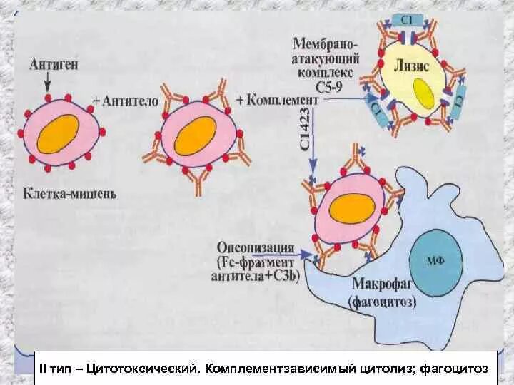 Комплементзависимый цитолиз. Комплементзависимая цитотоксичность. Комплимент зависимый цитолиз. Комплементзависимый цитолиз микробиология. Антигены макрофагов