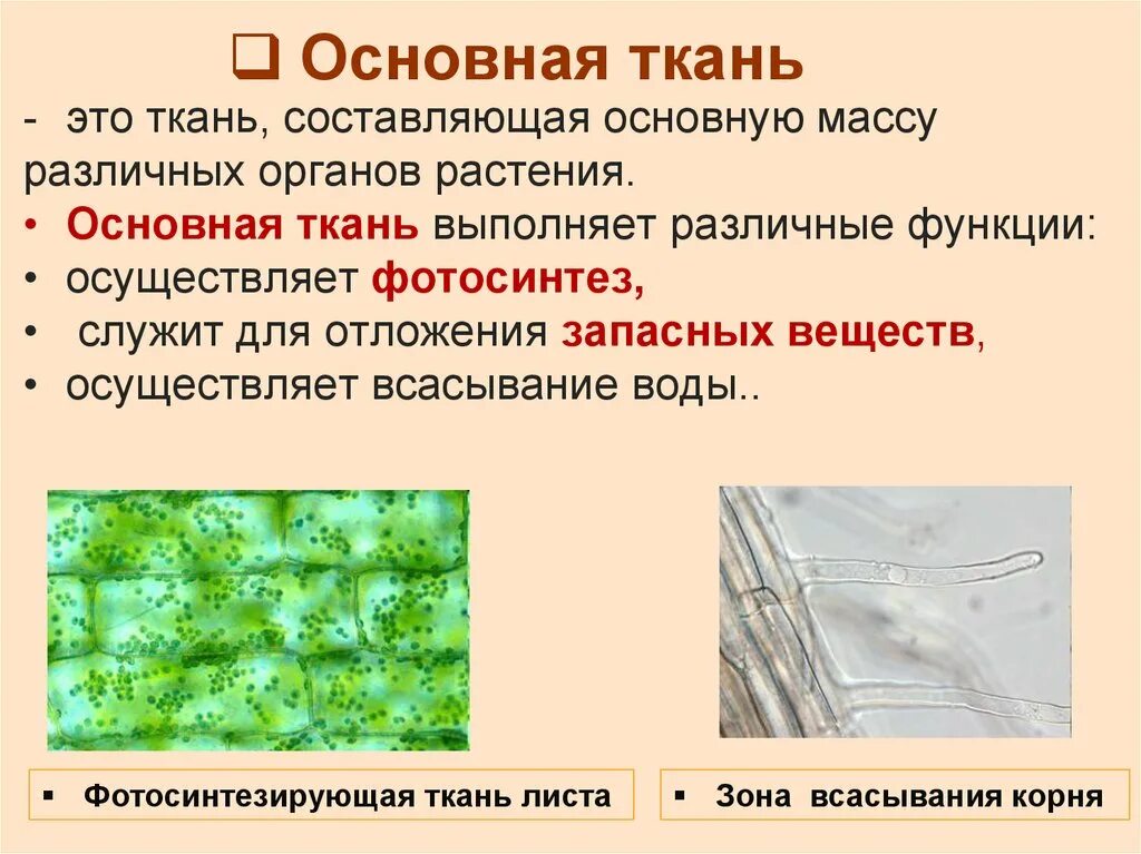 Ткани растений основная ткань. Основные характеристики основной ткани растений. Основная функция основной ткани растений. Основная ткань листа растений основная функция.