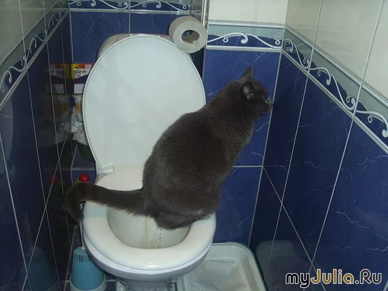 Можно в туалет заходить. Двери для котов в туалет. Дверца для кошек в туалет. Дырка для кота в двери туалета. Дверь в туалет с отверстием для кота.